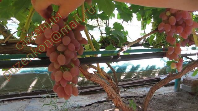 Кишмиш Премьер- ранний кишмиш Волгоградской селекции (Пузенко Наталья Лариасовна) смотреть онлайн