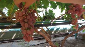 Кишмиш Премьер- ранний кишмиш Волгоградской селекции (Пузенко Наталья Лариасовна)