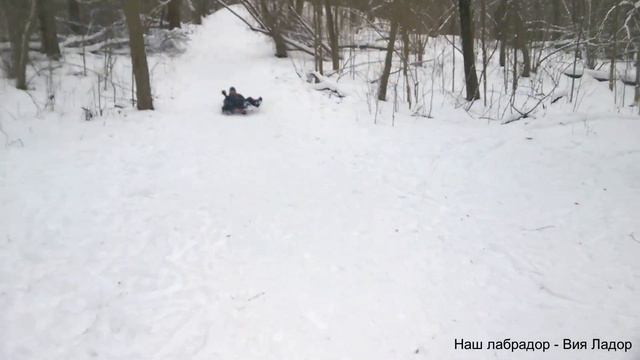 Вия, убегай!!!|Наш лабрадор ViaLador смотреть онлайн