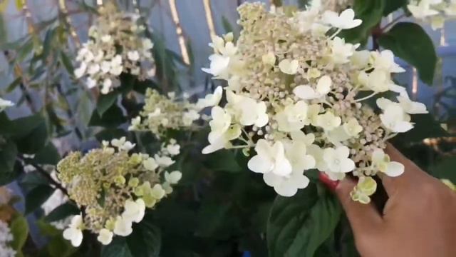 Метельчатая гортензия Bee Happy смотреть онлайн