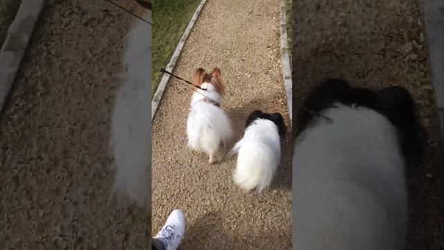 Собачки #Папийон, гуляем в парке смотреть онлайн