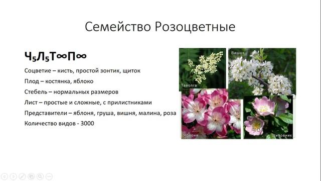 Урок №25 "Характеристика Двудольных" смотреть онлайн