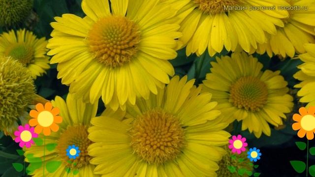 Гайлардия гибридная Меса Йелоу. Краткий обзор, описание характеристик gaillardia hybrida Mesa Yello смотреть онлайн