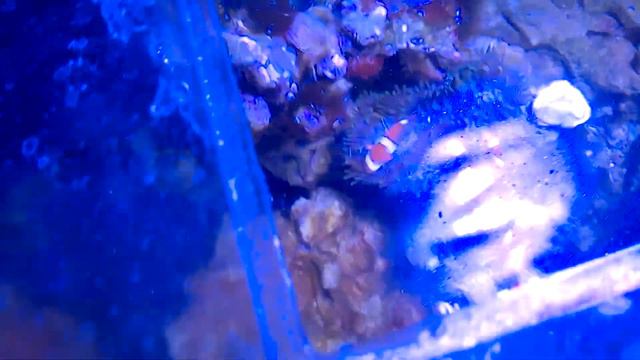 First Rose Bubble Tip Anemone смотреть онлайн