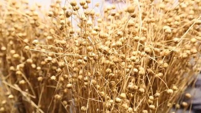 Янка Купала стихотворение ЛЁН смотреть онлайн