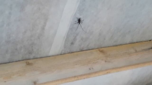 Вот интрига и открыта! Цвет крыши. Баня. Видео №14. смотреть онлайн