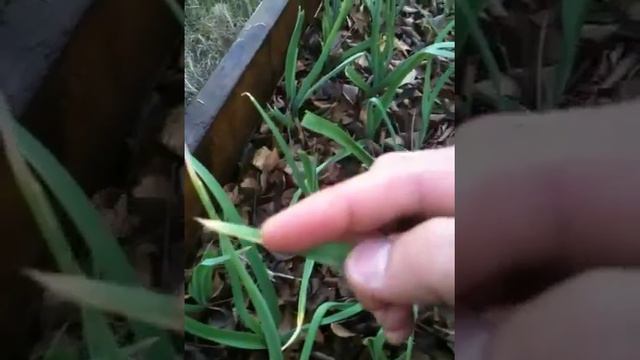 Growing Garlic In Raised Beds Outdoors For Winter Harvesting смотреть онлайн