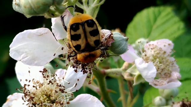 Pinselkäfer|Trichius fasciatus |虎皮斑金龜子 | Bee Beetle смотреть онлайн
