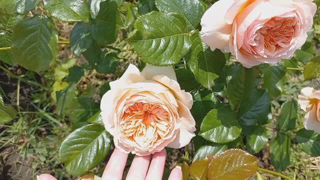 Розы - первогодки от "Розы у Веры" ч.1 смотреть онлайн