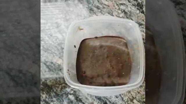 Испанский шоколадный туррон дома смотреть онлайн