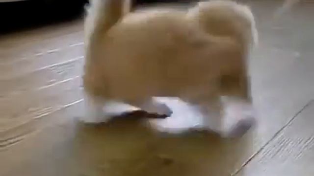 Милое видео про маленького манчкина смотреть онлайн