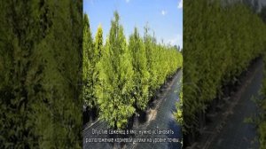 Туя Брабант: описание, посадка и уход