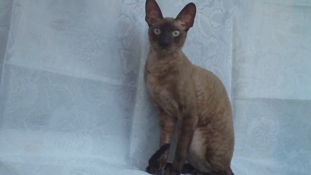 Котик корниш рекс HUMMER VAN H смотреть онлайн