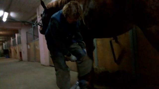Уход за копытами лошади - разговор с одним из лучших специалистов в России / Дивные Кони смотреть онлайн