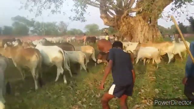SAGUN SOHRAI 🐂🐂🐂🚶🚶🚶   (GOT BONGA)15/11/20 PART -1 VIDEO