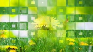 Одуванчик *** Высотская О.И. *** Стихотворение