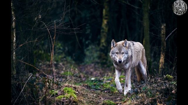 МИТРИЧ СПАС ВОЛКУ ЖИЗНЬ, А ТОТ ОТПЛАТИЛ ДОБРОМ ЗА ДОБРО. смотреть онлайн