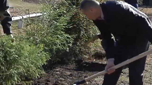 ПОСАДКА ЛІСУ смотреть онлайн