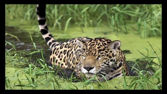 ягуар животное часть 5 смотреть онлайн