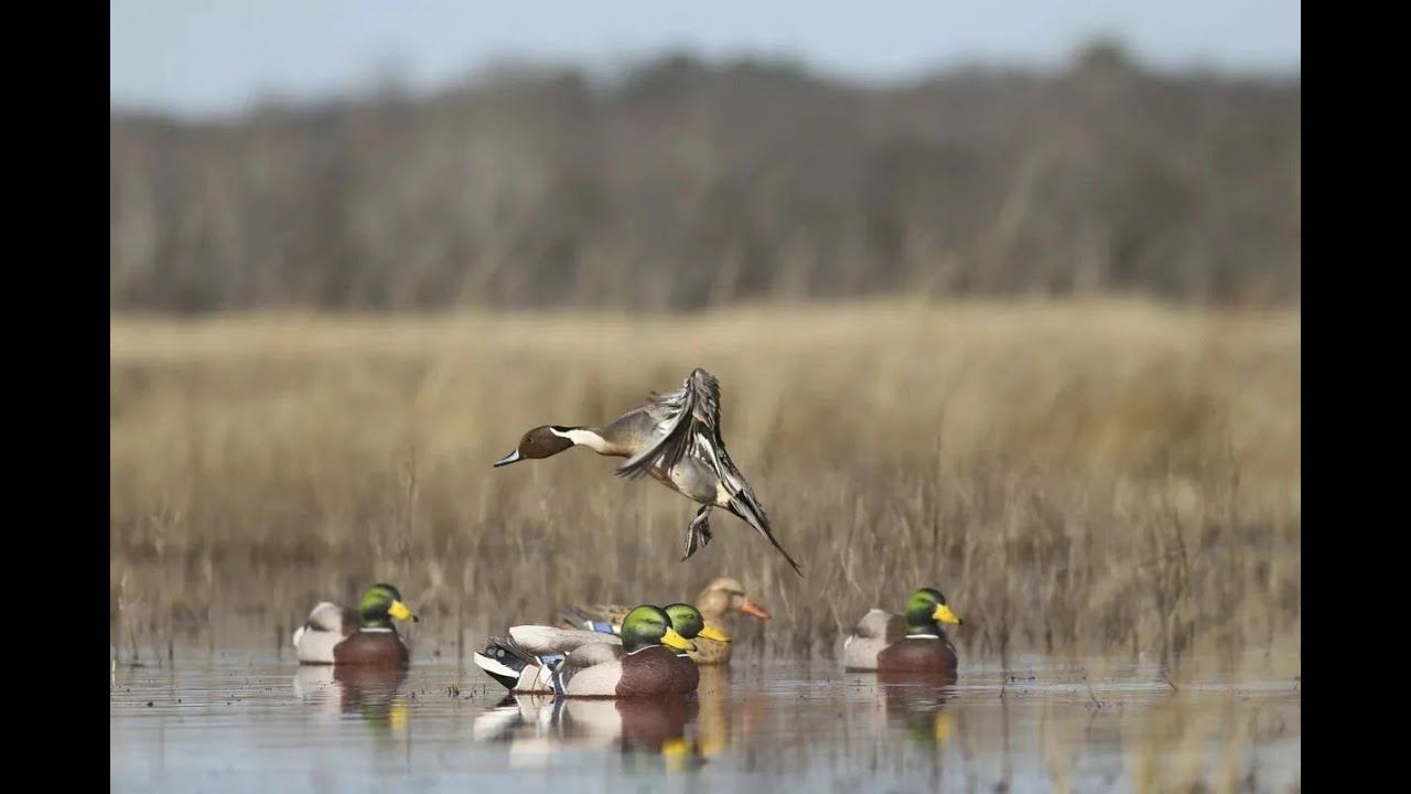 ПЕРЕЛЁТ ГУСЯ НА ВОЛГЕ. ОХОТА НА УТКУ 2023. ХРУСТ В ЛЕСУ, КАБАН ИЛИ... / MAX HUNTER смотреть онлайн