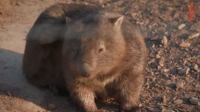 Вомбат – добрый зверь похожий на хомяка и медведя, которого не могут одолеть хищники! смотреть онлайн
