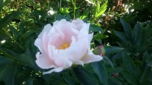 Paeonia Chiffon Clouds opens flower