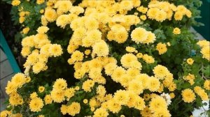 Обзор Хризантем в моем саду. /Сорта Хризантем./Шаровидная Хризантема-Мультифлора.