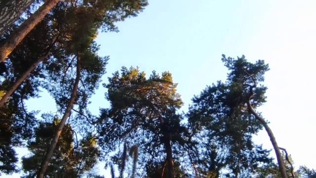 Медитация "Взгляд с высоты птичьего полета": Решить проблемы и принять верное решение смотреть онлайн