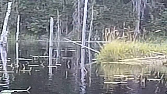 На лесное озеро. смотреть онлайн