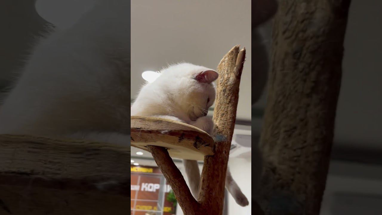 Британская кошка смотреть онлайн