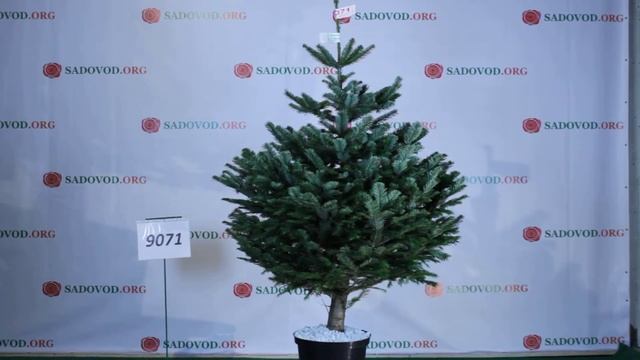 9071 Пихта Нордмана в горшке 1.6 - 1.8 м. смотреть онлайн