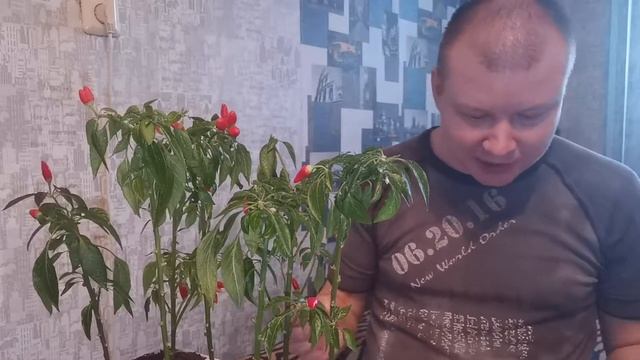 Комнатный перец чили | Сбор урожая, жгучий чили на подоконнике смотреть онлайн