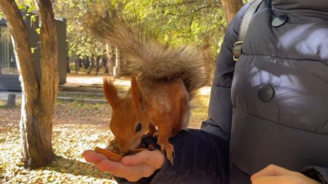 Золотая осень в парке с белочками. смотреть онлайн