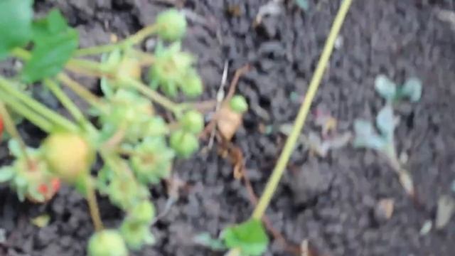 Уход за клубникой смотреть онлайн