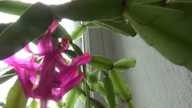 Что это? 26 апреля, а у меня цветёт рождественник! 2021 смотреть онлайн