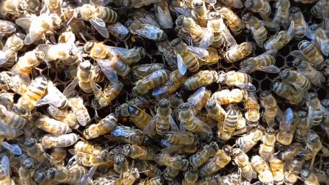 Ловля пчелиных роёв. Результат 100% + рекомендации. Что делать с роем? Как использовать силу роя?