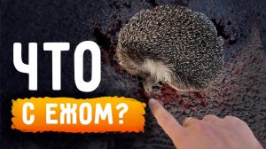 Ёжик лежал на асфальте у трассы, что с ним не так? Реакация мамы и дедушки, консультация с врачом.