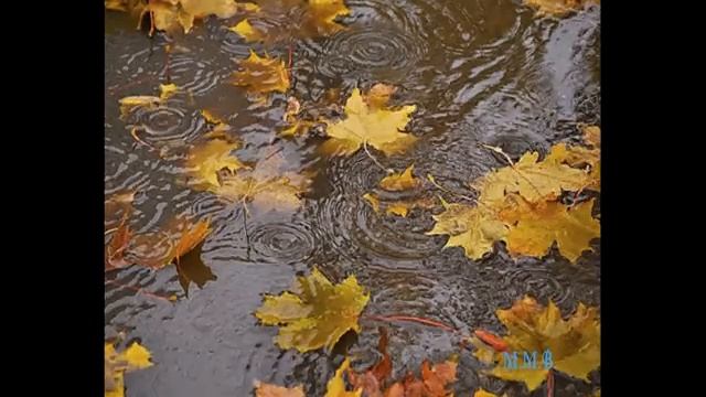 Дождик.mp4 смотреть онлайн