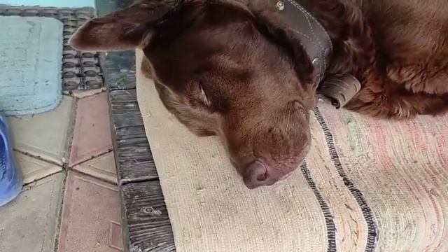 Что Ему Такого Снится, Что Он Улыбается?! | My Fun Pets смотреть онлайн