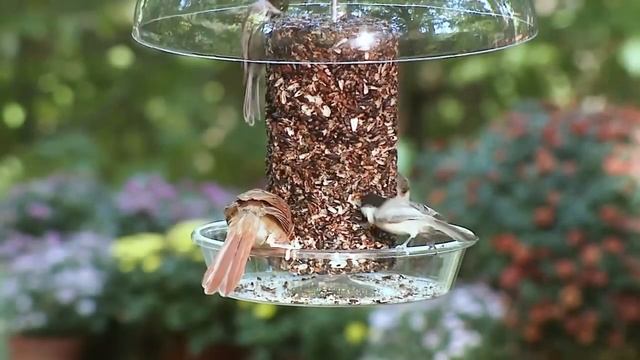 Wild Birds Unlimited Dinner Bell™ Feeder смотреть онлайн