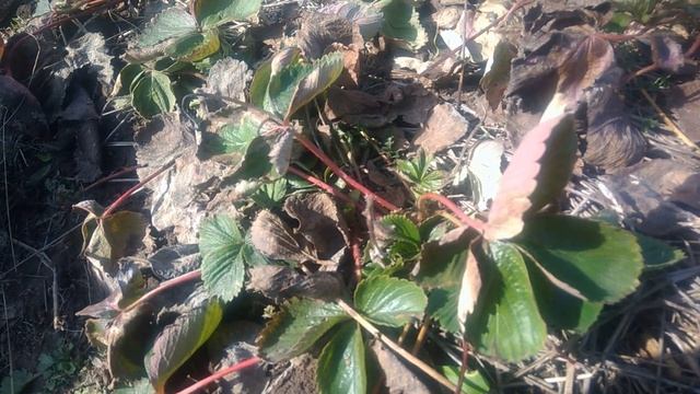 Уход за клубникой весной.Обрезка,чистка,сроки