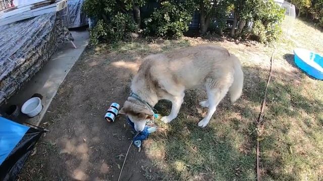 My Huskies React to Bark Box Toys смотреть онлайн