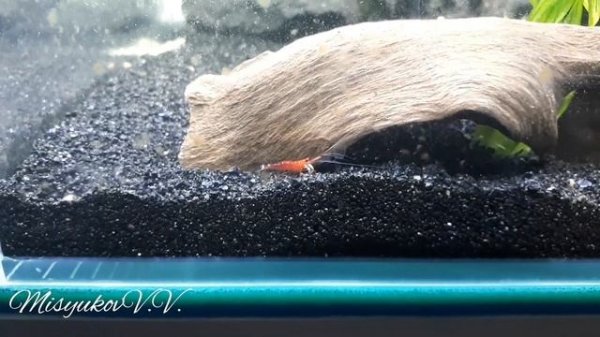 Креветка Кардинал Caridina Dennerli