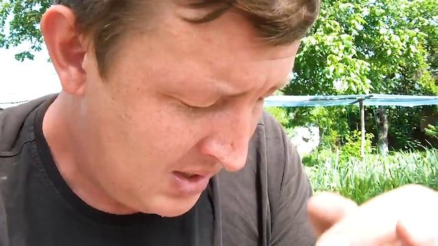 Отзыв о Терра Маркете - дохлые саженцы малины, не берите в этом магазине! смотреть онлайн