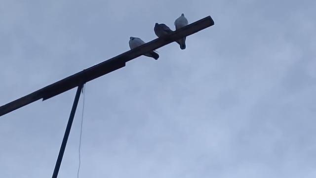 17.02.18г.Совет от Гагика 87.Как приучить пискунов. смотреть онлайн
