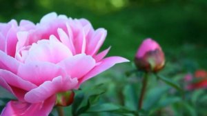 РАЗМНОЖЕНИЕ ПИОНОВ весной и осенью