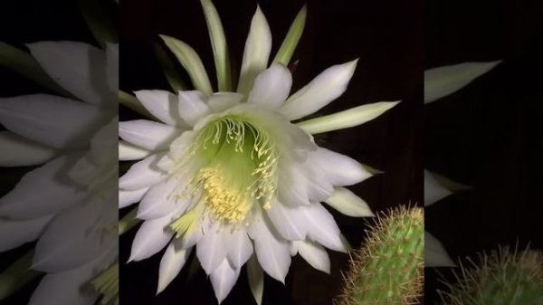 Кактус Айрампо