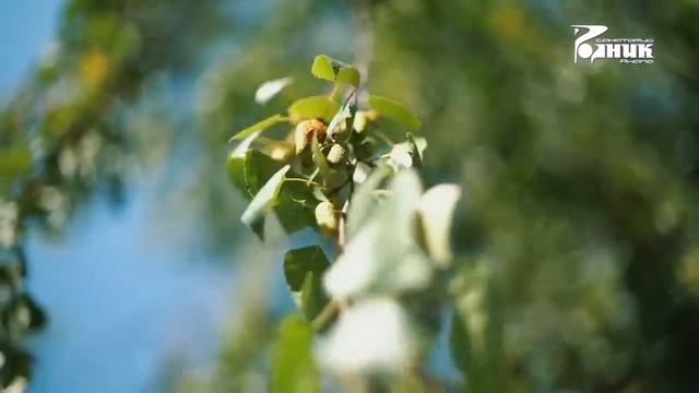 Санаторий Родник Анапа смотреть онлайн