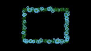 Рамка Ромашки для монтажа анимация. Футаж с альфа-каналом