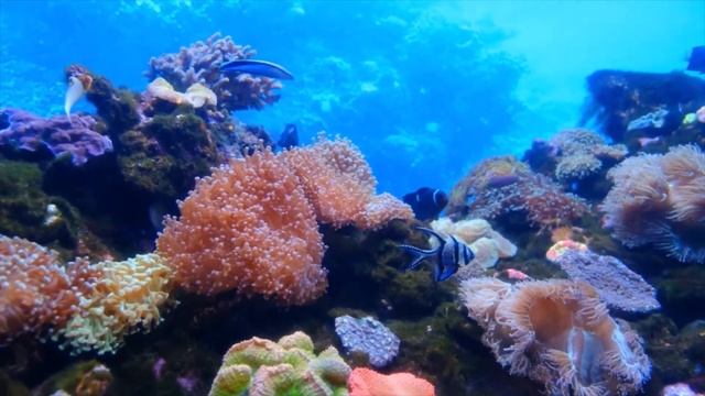 ?42 The Wisdom Keeper of Non Attachment смотреть онлайн